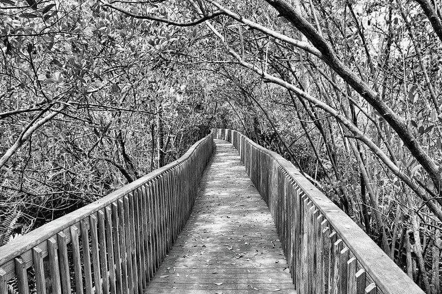 A Walk Through the Mangroves Photograph by Robert Wilder Jr