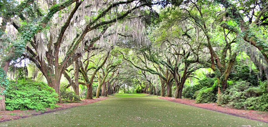 A Walk Through The Old Oak Trees Photograph By Lisa Wooten - Fine Art 