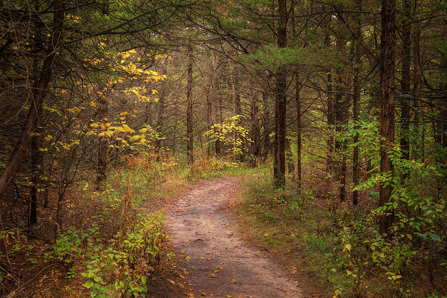 A Walk With Fall Photograph by Scott Bean