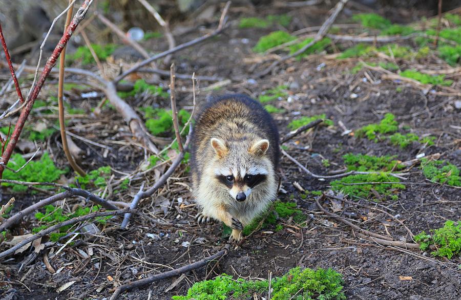 A Walking Raccoon in Montreal Photograph by Ha LI - Fine Art America