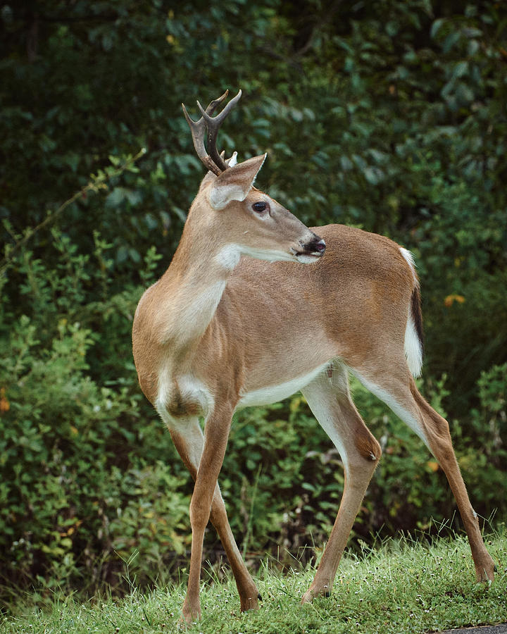 A Wary White Tail Deer Photograph by John Simmons