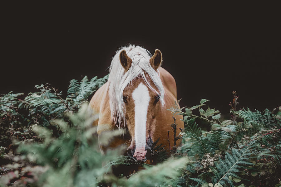 A Way Through - Horse Art Photograph by Lisa Saint