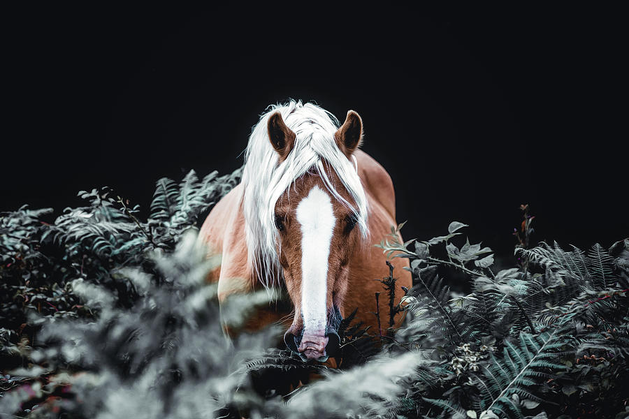 A Way Through II - Horse Art Photograph by Lisa Saint