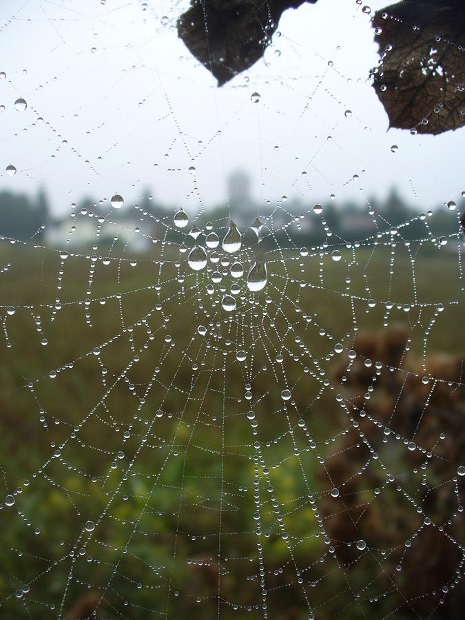 A Web of Droplets Photograph by Kathrin Poersch