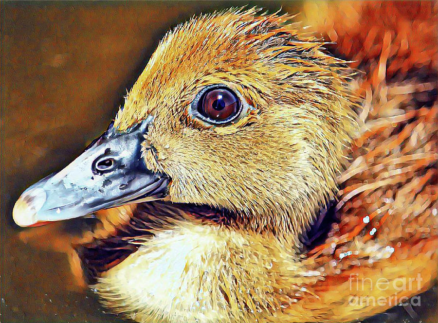 A Wee Duckling Photograph by Joanne Carey