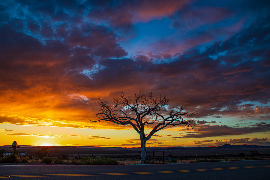 A Welcome Tree Sunset  Photograph by Elijah Rael