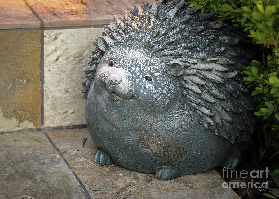 Welcoming Photograph - A Welcoming Hedgehog by D Lee