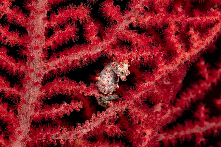 A well camouflaged Pygmy Seahorse Hippocampus bargibanti in a Gorgonian Coral Muricella plectana Photograph by Ifish