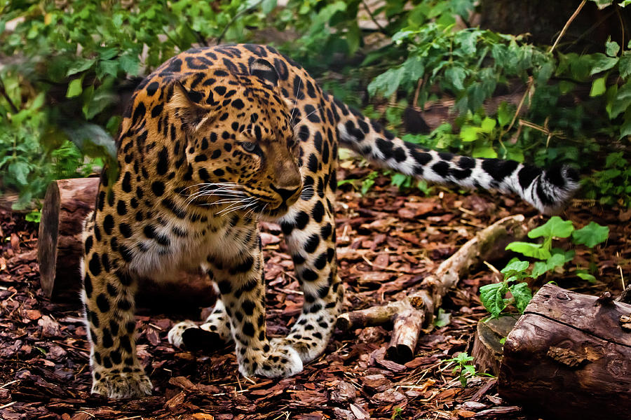 A well-camouflagedFar Eastern leopard is practically invisible i ...