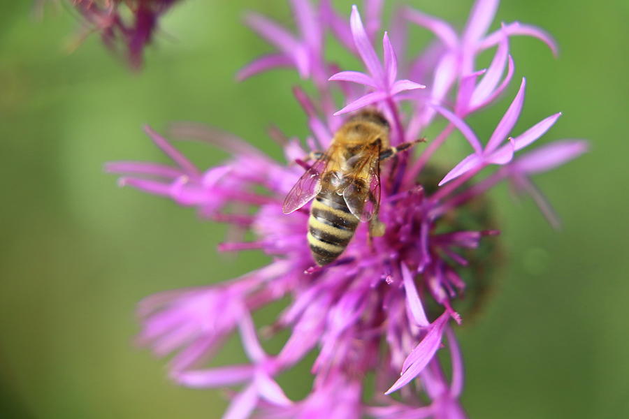 A Western Honey Bee Pollinating Red Clover In Slovakia Grassland Photograph