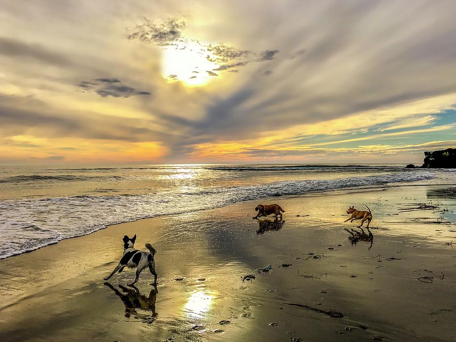 Dogs On Beach Photograph - A Wet Dog is a Happy Dog by Christina Ford