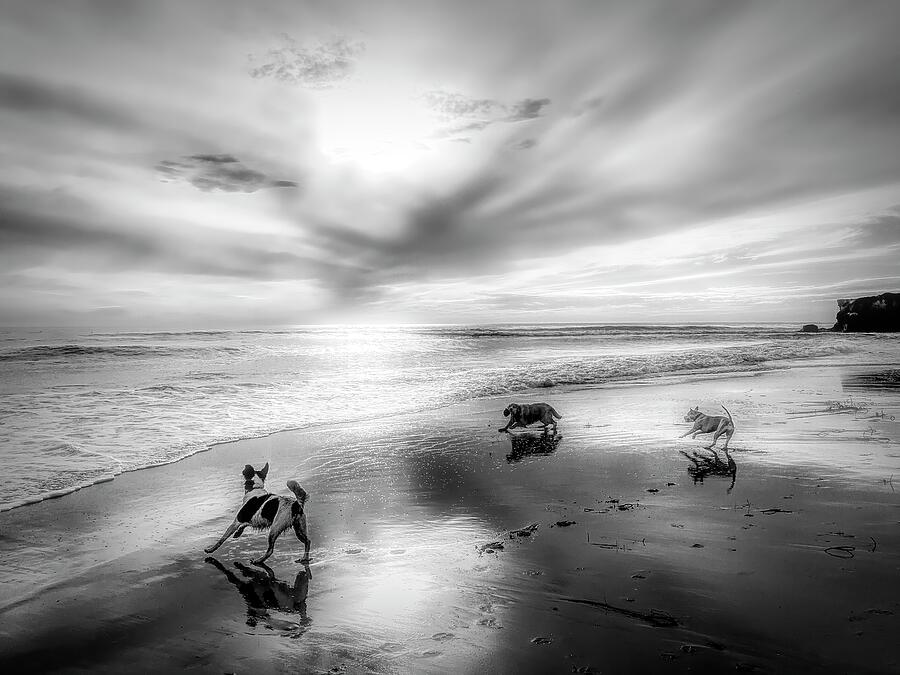 A Wet Dog is a Happy Dog in BW Photograph by Christina Ford