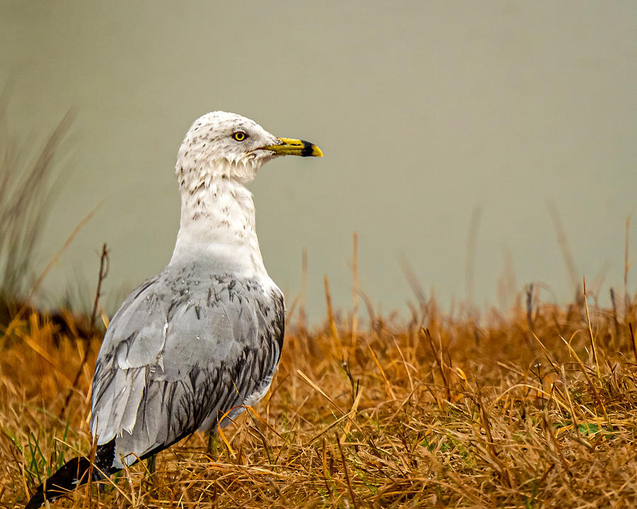 A Wet Ring-Billed Gull Photograph by Rick Nelson