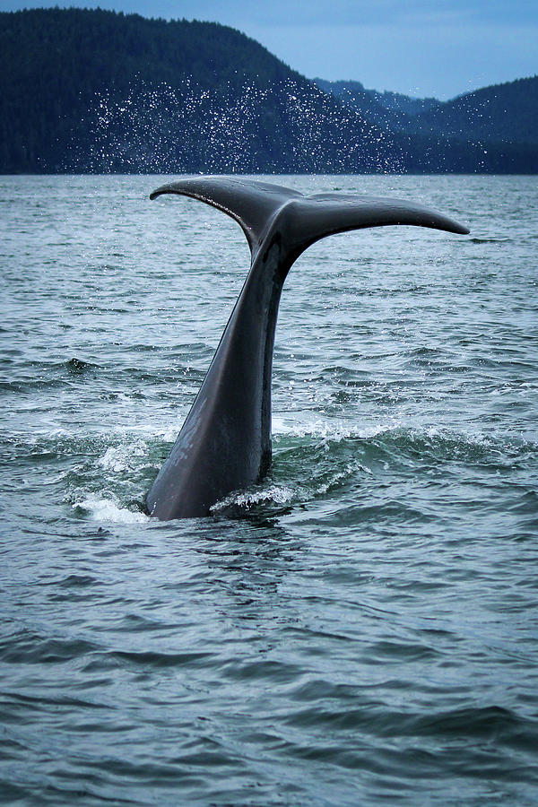 A whale of a tail Photograph by Stephanie Hobbs