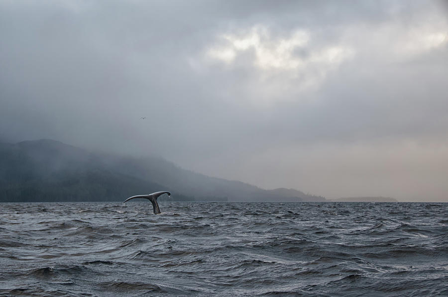 A whale tale Photograph by Debra Baldwin