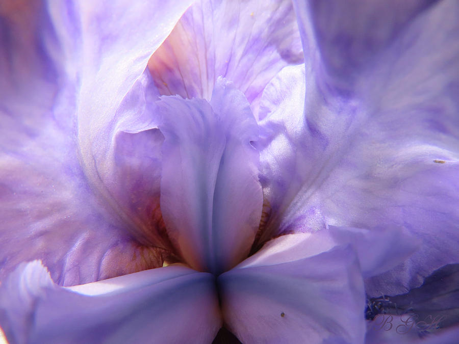 A Whisper of Iris Wings - Purple Iris - Floral Photography - Iris Macro Photograph by Brooks Garten Hauschild