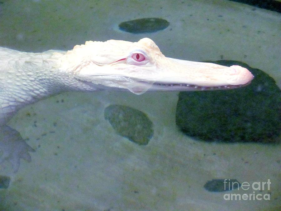 Albino Crocodile head / Skin is white , nearly extinct , found in