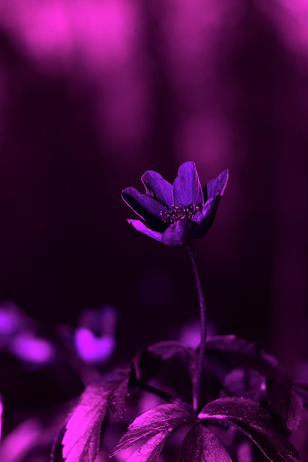 A white anemone under UV light Photograph by Maria Dimitrova