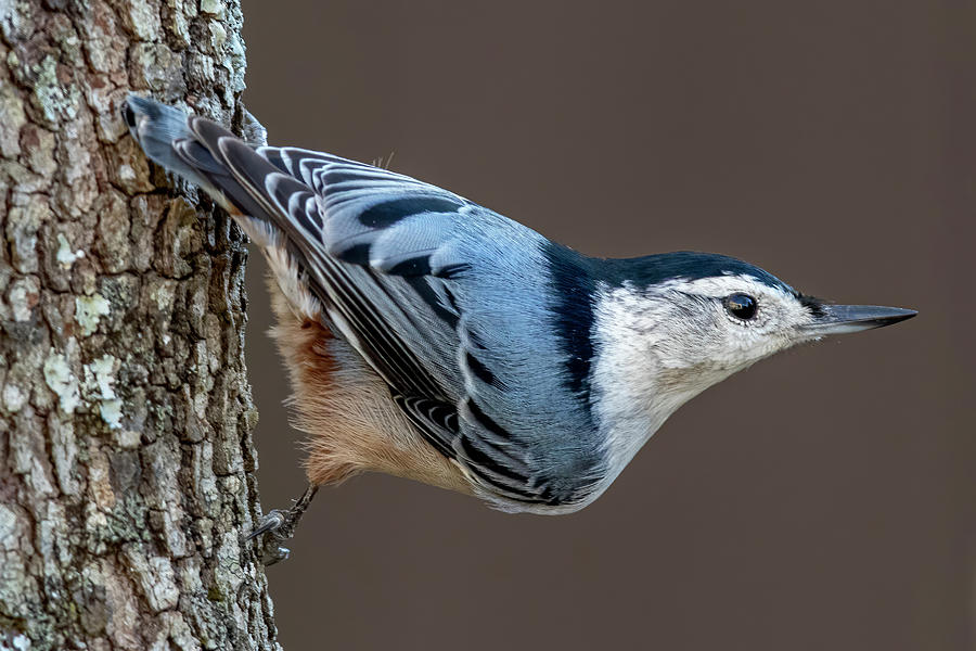 A White-breasted Nuthatch Photograph by Mary Buck