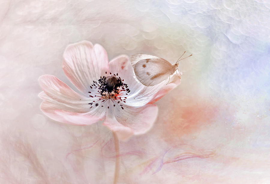 A White Butterfly On An Anemone Flower Photograph