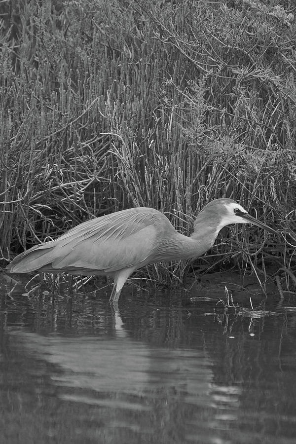 A white faced heron black and white portrait Photograph by Jason ...