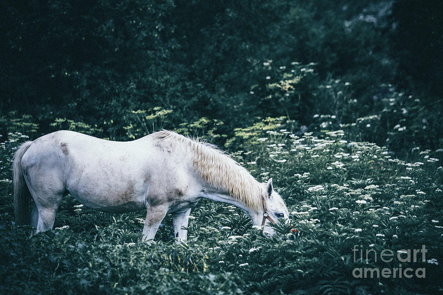 A white horse grazes on a meadow Photograph by Dimitar Hristov
