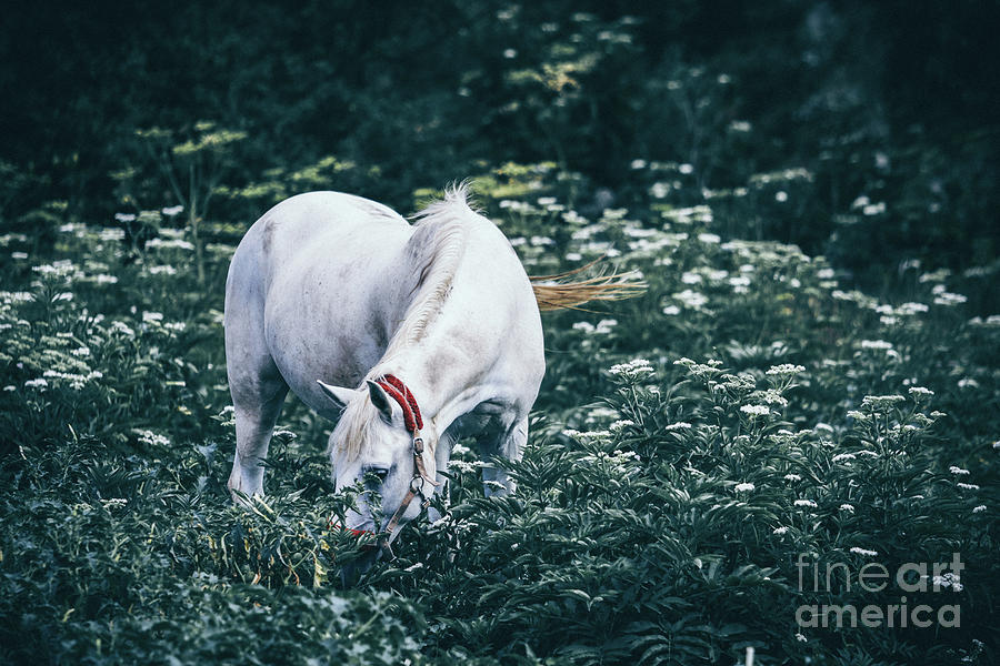 A white horse grazes on a meadow II Photograph by Dimitar Hristov