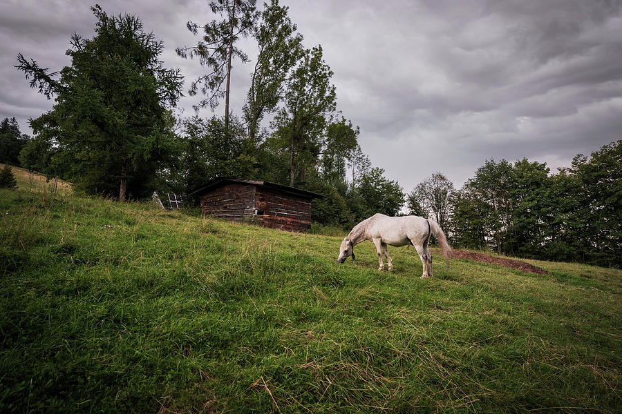 A white horse grazing in a grass field farm meadow next to a barn in a countryside location against dark clouds. Photograph by Arpan Bhatia