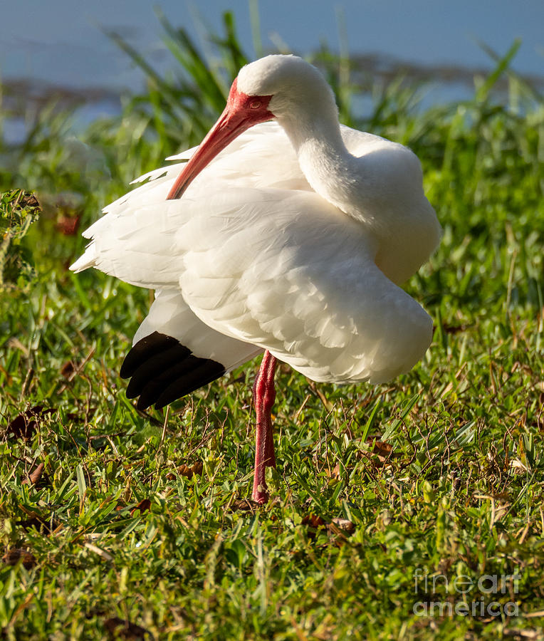 A White Ibis Grooming, Taylor Park Florida Photograph by L Bosco