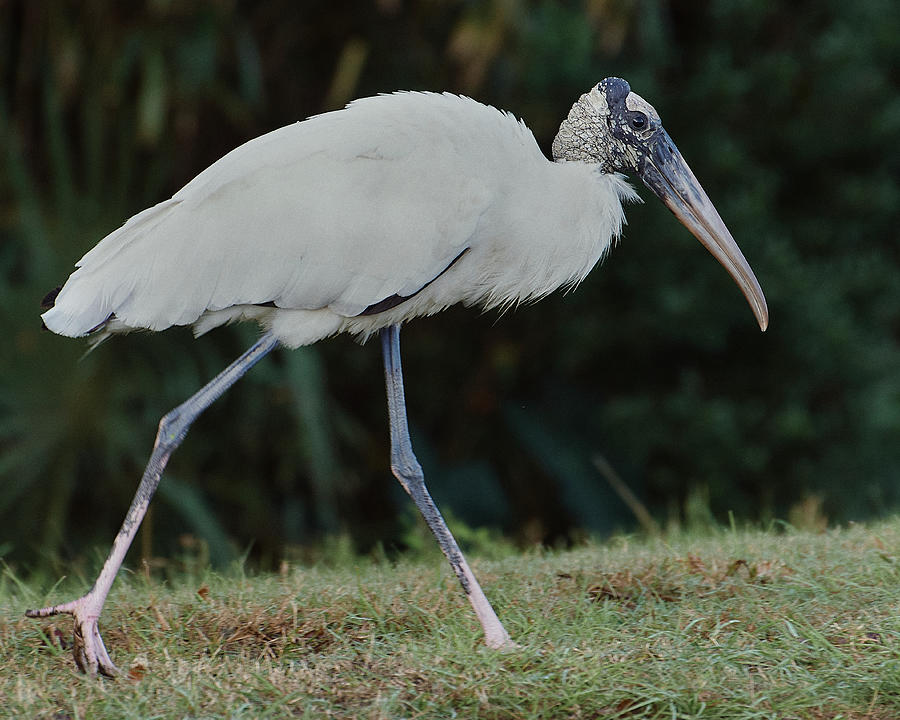 A White Ibis Hunts for Food Photograph by John Simmons