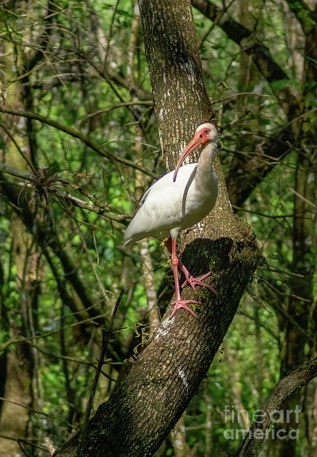 A white ibis perches on a tree in Aububon Corkscrew Swamp Sanctuary in Naples, Florida USA Photograph by William Kuta
