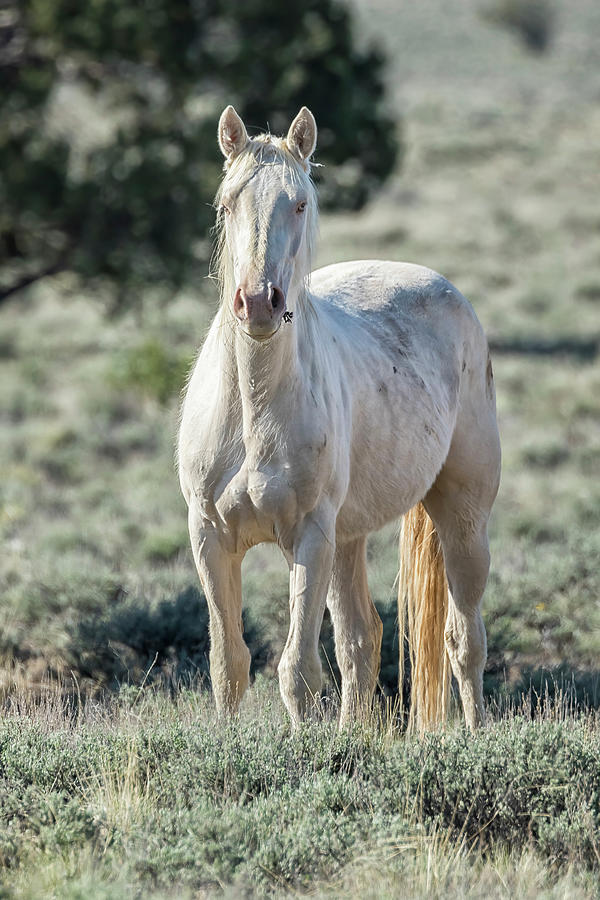 A White Mustang Eating a Flower Photograph by Belinda Greb