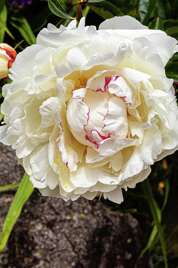 A White Peony - 2 Photograph by Claude Dalley