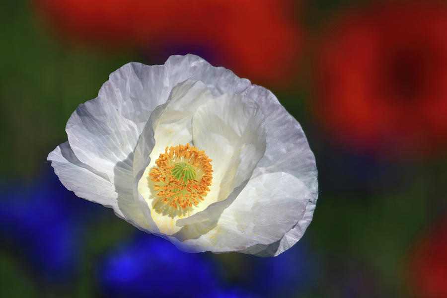 A White Poppy Flower Photograph by Shixing Wen