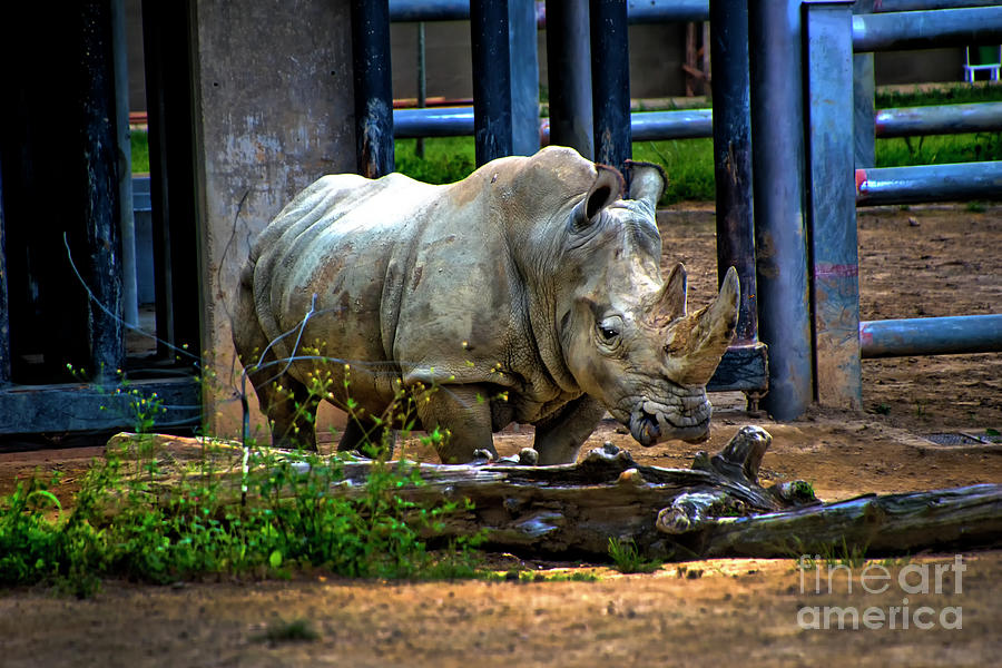 A White Rhino At Ukumari Zoo Photograph by Al Bourassa