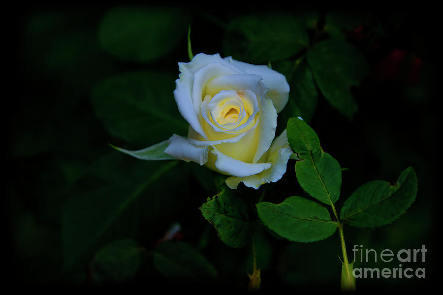 A White Rose Aglow For You Photograph by Al Bourassa