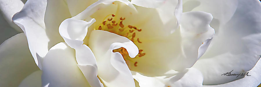 A White Rose Photograph by Alan Hausenflock