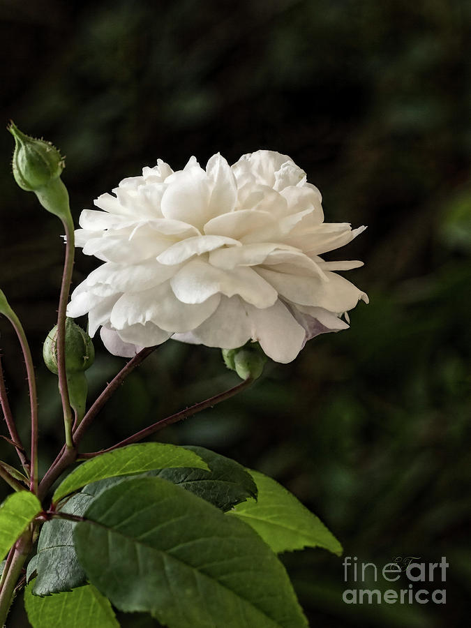 A White Rose Photograph by Elaine Teague