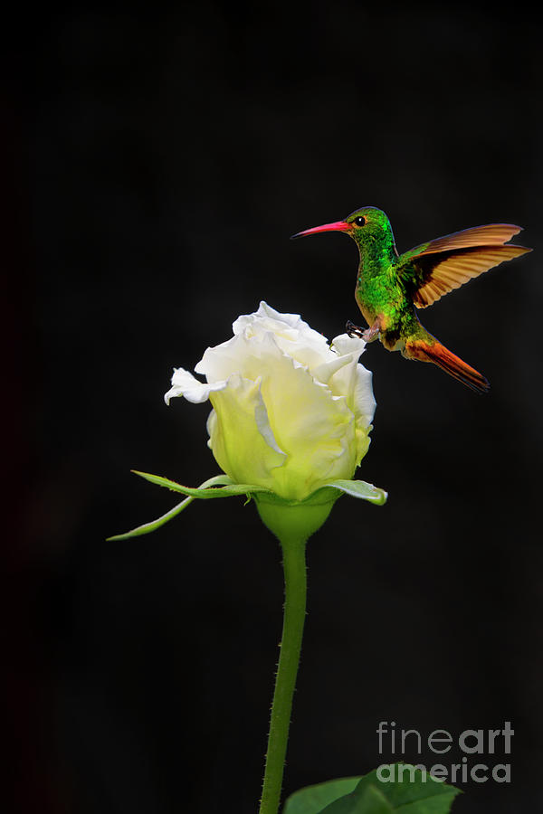 A White Rosebud Visited By Tom Thumb Photograph by Al Bourassa