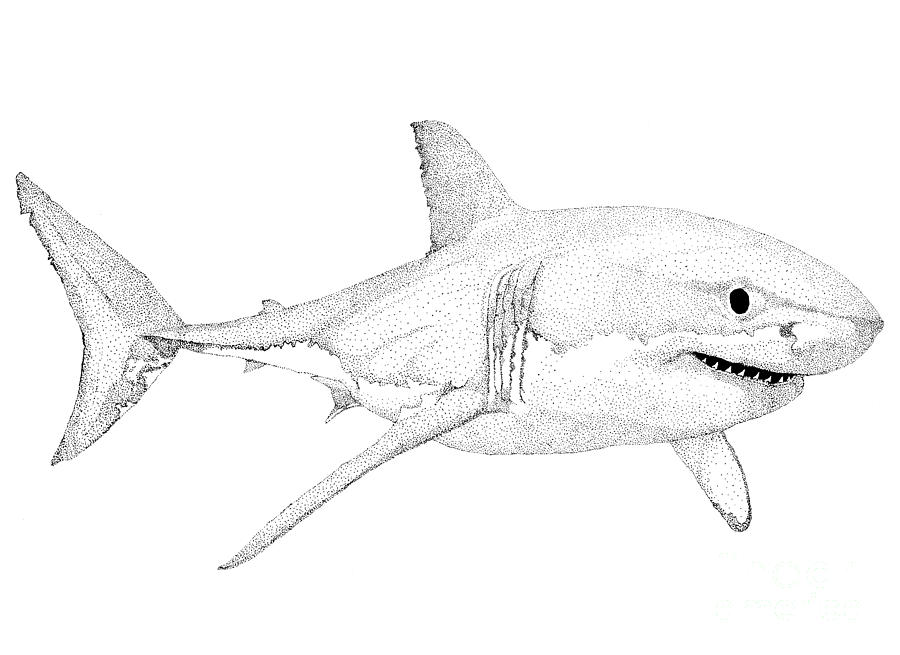 How to Draw a Great White Shark, Coloring Page, Trace Drawing