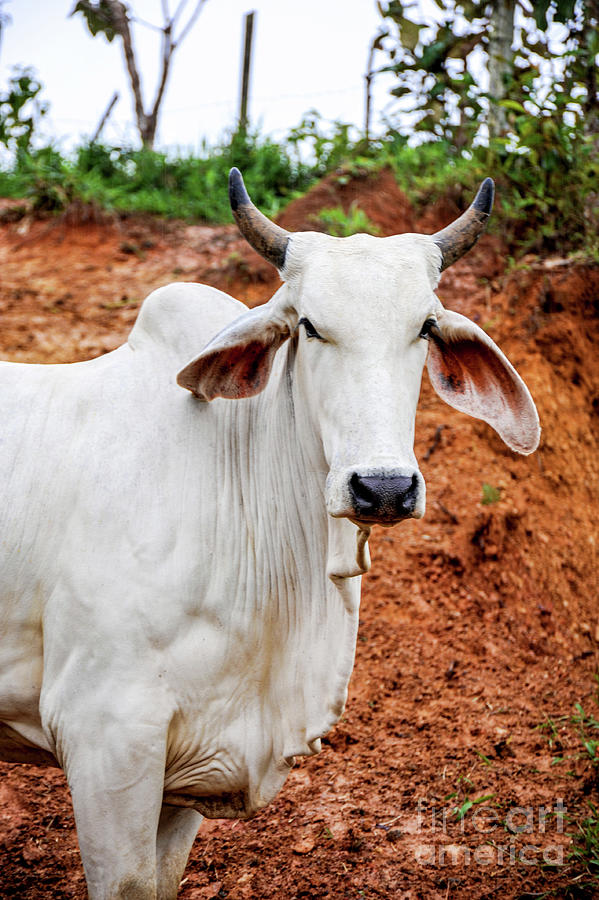 A white zebu bull cattle holding his ground  Photograph by Gunther Allen