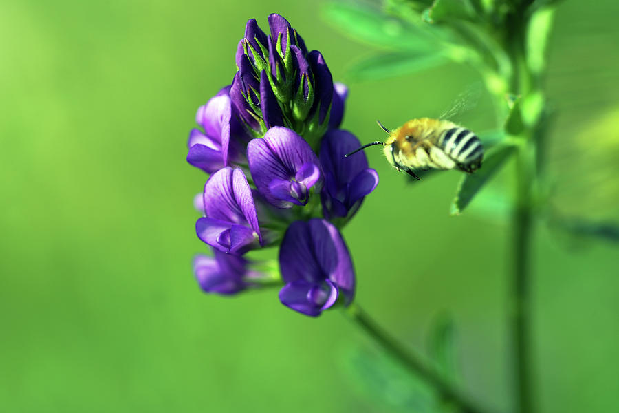 A wild bee - pollinator on the fly to an alfalfa flower Photograph by ...