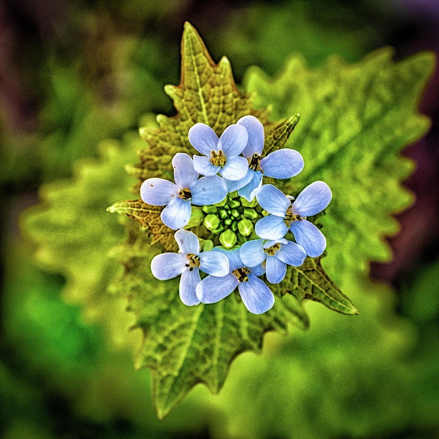 A Wild Flower Photograph by Louis Dallara