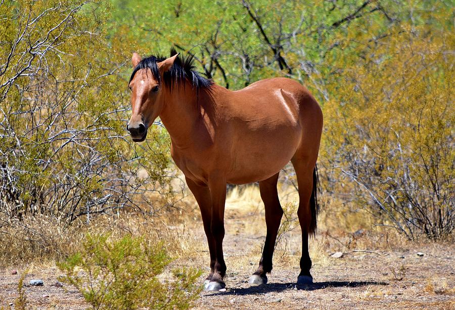 A wild horse in Arizona stand by the road. Photograph by Raeann Davies
