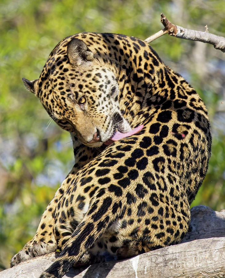 A wild Jaguar in the Pantanal, Brazil Photograph by Tony Mills