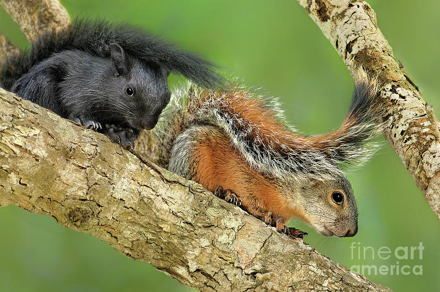 A Wild Pair Of Red-bellied Squirrels In Mexico Photograph by Dave Welling