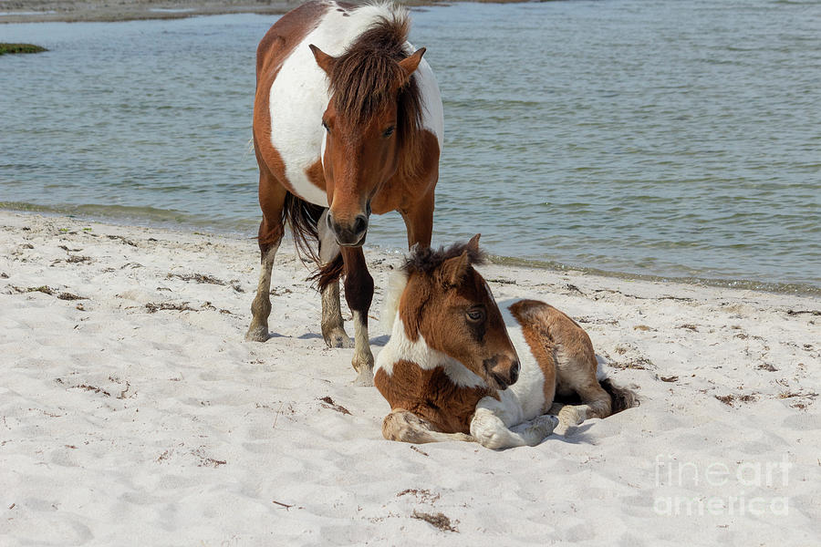 A wild pony foal decides to rest on the Sinepuxent Bay beach in  Photograph by William Kuta