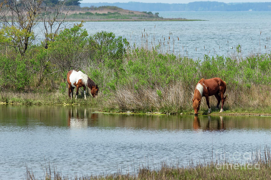 A wild pony mare and stallion graze in the Maryland section of A Photograph by William Kuta