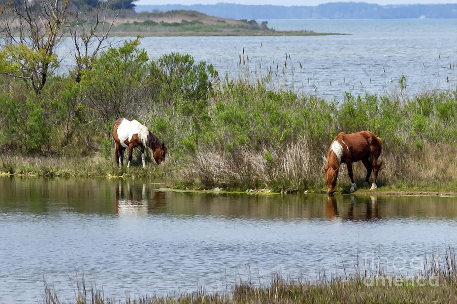 A wild pony mare and stallion graze in the Maryland section of Assateague Island National Seashore,  Photograph by William Kuta