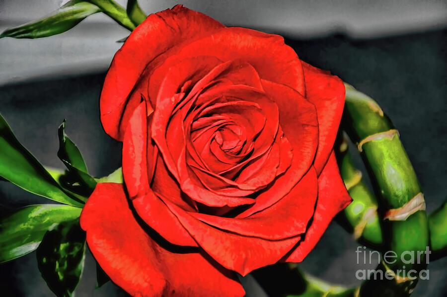 A Wild Red Rose Photograph by Diana Mary Sharpton